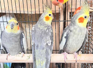 Stunning young cockatiels for sale