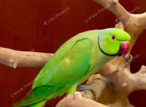 Beautiful male green Indian ringnick