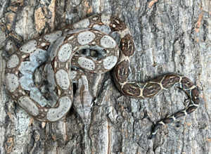 Crawl Cay Dwarf Boa at Birmingham Reptiles