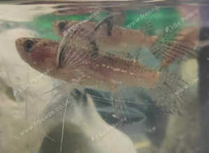 African Butterfly Fish