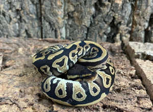Mojave Royal Python  at Birmingham Reptiles