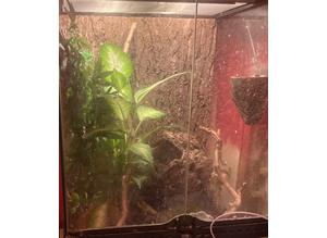 Male crested gecko with full setup