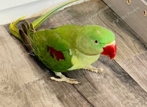 Beautiful alexandrine parrot for sale