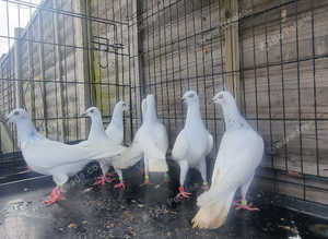 Polish pigeon  ( srebrniak)