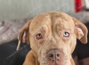 Mearl Cane corso x American bulldog puppies