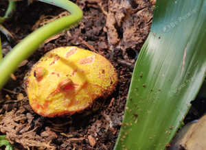 Pac Man frog