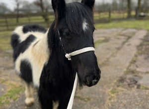 Hope is looking for her new home
