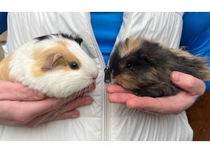 Mother & Daughter Female Guinea Pigs