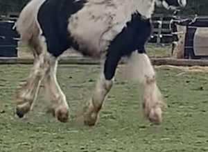 10ths old cob colt