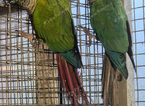 Conures for sale