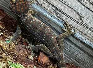 Tokay Gecko at Birmingham Reptiles