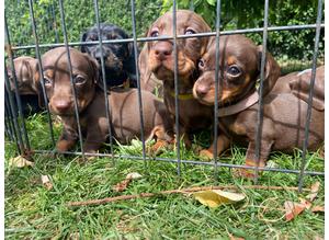 Miniature dachshund puppies for sale