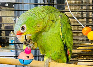 Stunning baby  Amazon Parrot