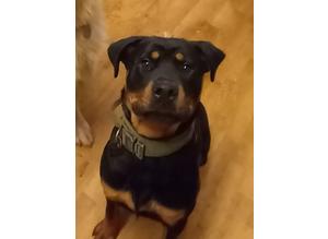 Still available Rottweiler for sale veryf riendly female