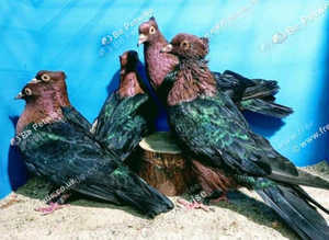 RARE GREEN WING ARCHANGEL PIGEONS