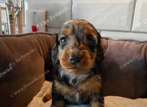 Miniature dachshund puppies