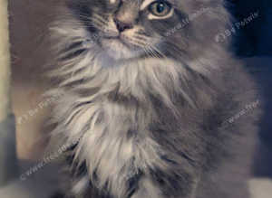 British Maine Coons kittens for sale