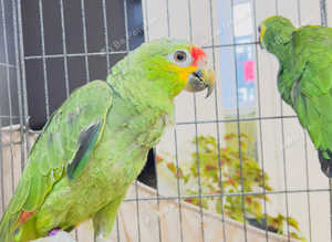 Stunning talking baby Amazon parrot