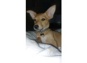 Chihuahua cross pomeranian puppy oscar