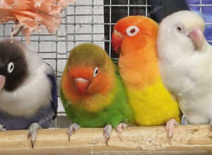 Mix Lovebirds Available