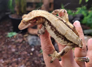 Female Crested Gecko's