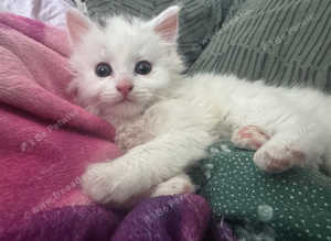 Beautiful male medium/long hair 8 weeks old