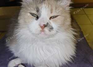 Lovely Lilac Needs A Home