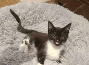 Maine coon mixed breed