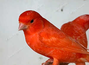 Stunning red canaries for sale very special colour