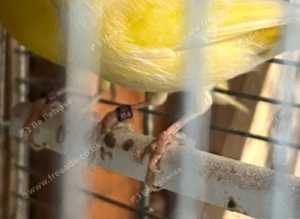 Canary