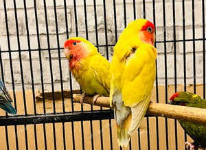 Beautiful peech face love birds