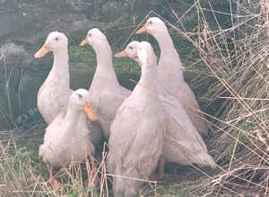 6 pekin female ducks 11 mth old