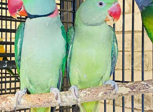 Beautiful young alexandrine parrot