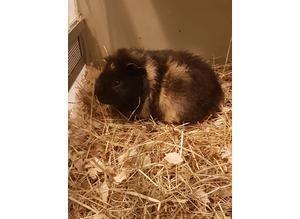 Baby guinea pigs boys and girls