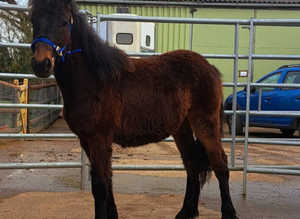 Dartmoor Hill Pony