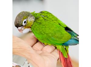 Hand Reared Baby Pineapple Yellow Sided Blue Conure