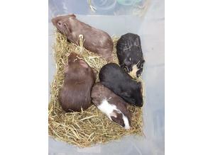 Baby guinea pigs boys and girls