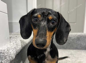 Mini Dachshund Rehome