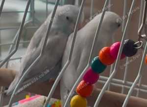 A pair of Parrotlets's