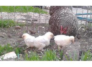 Hatching Out Varies Chicken Breeds