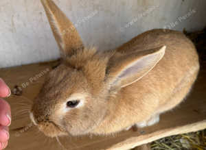 Lop eared rabbit