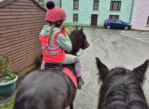 Registered Dartmoor mare lead rein.