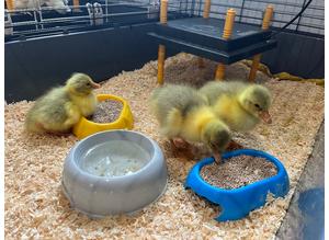 Embden goslings for sale