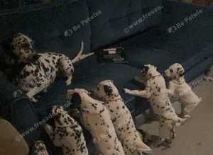 Dalmatian Puppies ready for their forever homes