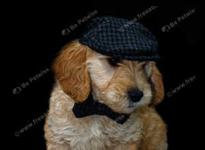 LOCATION KENT - F1 fully health tested boy READY TO LEAVE by POLICE behaviouralist / a Council Licensed Breeder