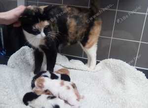 Only 2 beautiful kittens left  not ready to leave