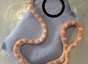 Hatchling Male snow corn snake
