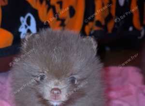 3 beautiful blue eyed Pomeranian boys