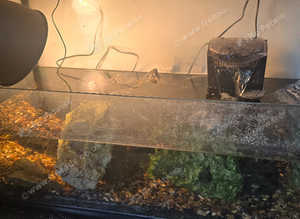Complete turtle setup for sale