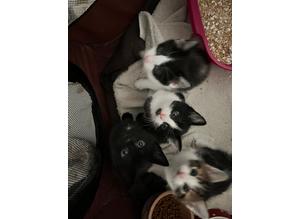 4 Beautiful Male Kittens